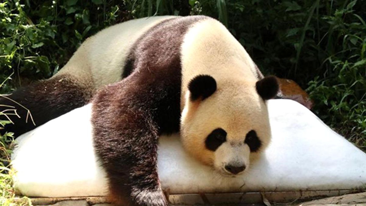 Çin\'in Guangdong Eyaletinde Aşırı Sıcaktan Etkilenen Hayvanlar da Unutulmadı
