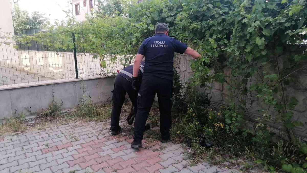 Çocukların bahçede oynarken karşılaştığı yılan doğaya salındı