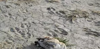 Düden Gölü'ndeki martı ölümlerinin ilk incelemesi 'doğal ölüm' olarak belirlendi