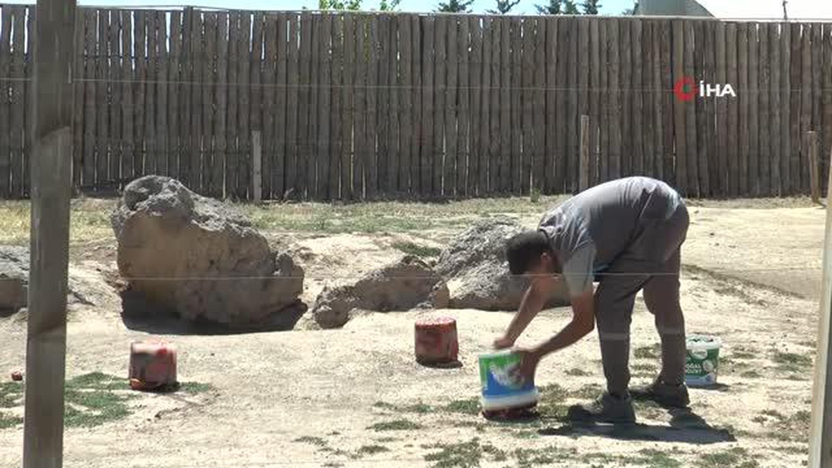 Hayvanların sıcak havada \'buz kokteyli\' keyfi