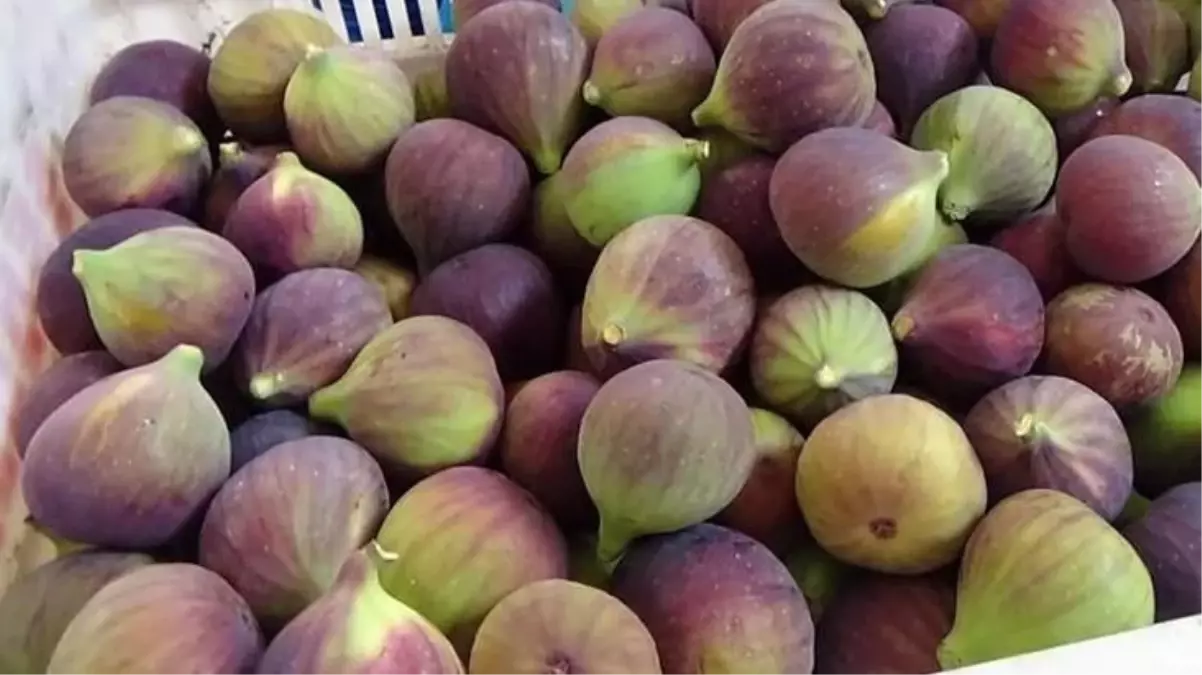 İncirin fiyatını gören vatandaşlar, poşetlerini geri bırakıyor