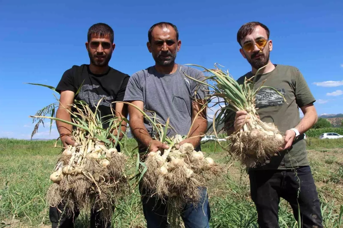 İlk kez ekimini yaptığı sarımsağı hasat etti