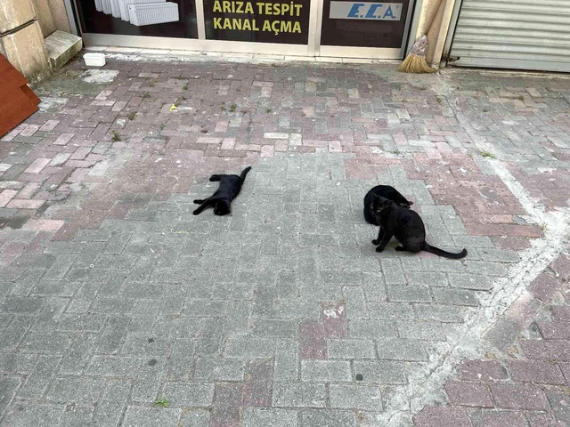Yavruları olan sokak kedisine saldıran ev köpeği bin pişman oldu Yavruları olan sokak kedisine saldıran ev köpeği bin pişman oldu