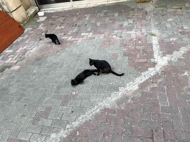 Yavruları olan sokak kedisine saldıran ev köpeği bin pişman oldu Yavruları olan sokak kedisine saldıran ev köpeği bin pişman oldu