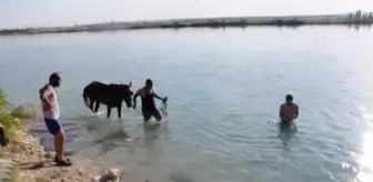 Şanlıurfa'da sıcaktan bunalan atlar Fırat Nehri'nde serinletildi