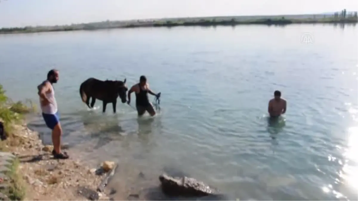 Şanlıurfa'da sıcaktan bunalan atlar Fırat Nehri'nde serinletildi