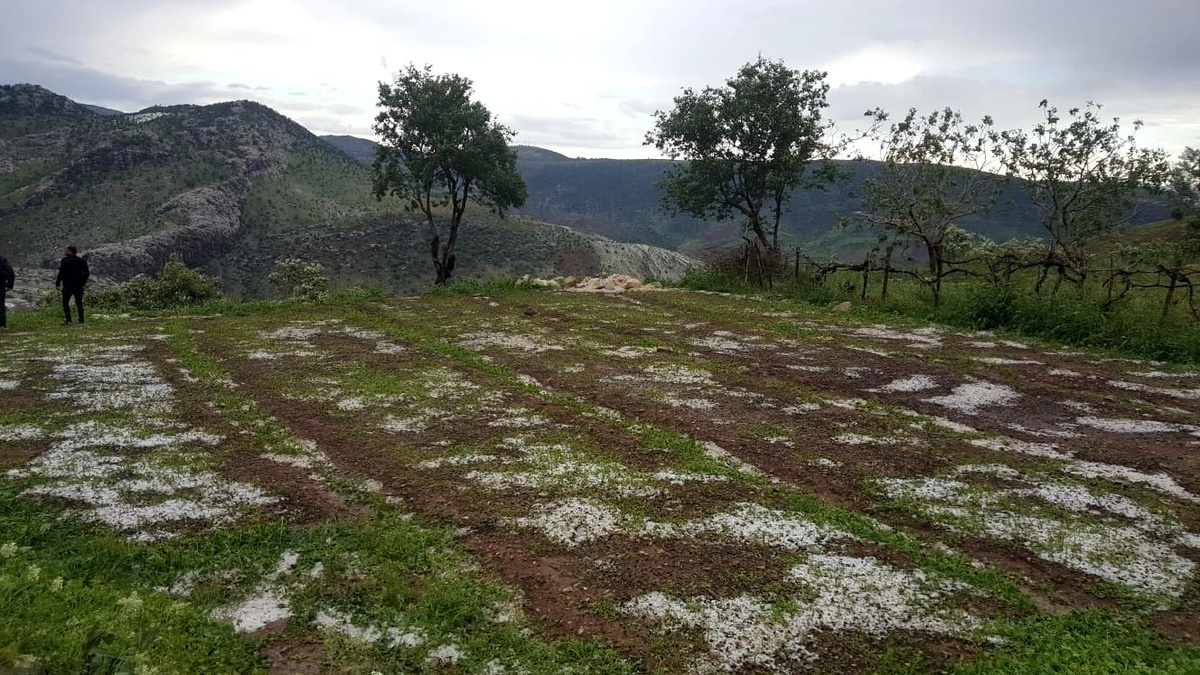 Siirt\'te tarım arazisi doludan zarar gören çiftçilere 1,5 milyon lira yardım