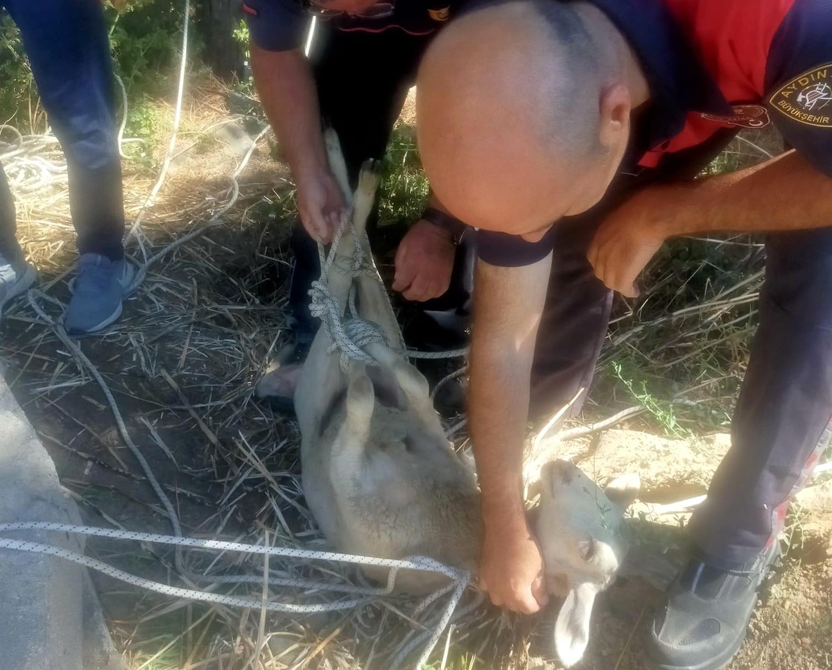 Su kuyusuna düşen koyunun imdadına itfaiye ekipleri yetişti
