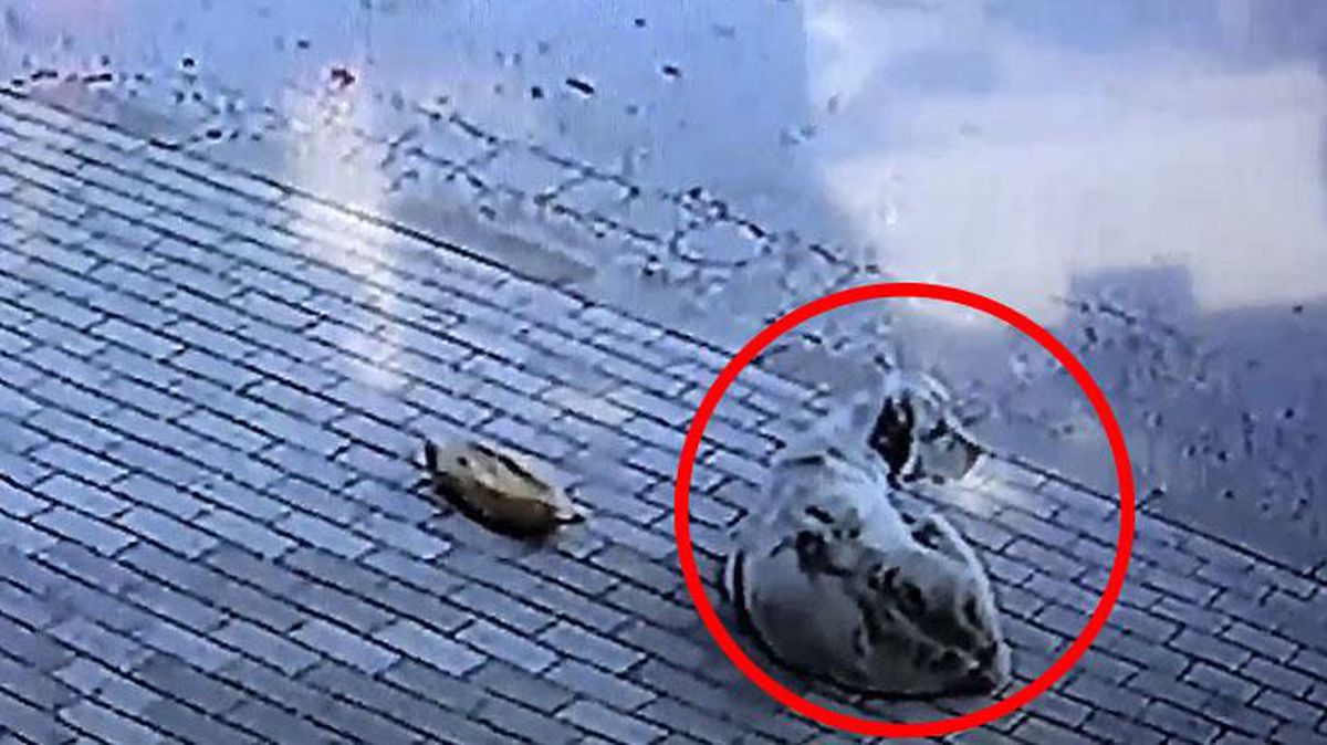 Köpeğin sadakati duygulandırdı! Kendisine verilen ekmeği yemek için 45 dakika sahibini bekledi