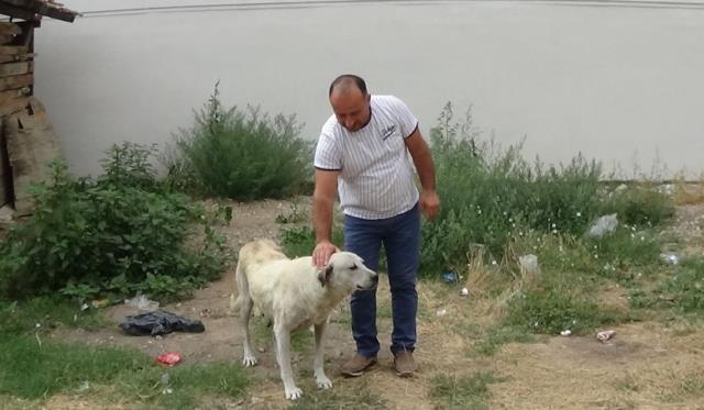 Tokat'tan dükkan önünde 45 dakika bekleyen köpeğin sırrı ortaya çıktı Tokat'tan dükkan önünde 45 dakika bekleyen köpeğin sırrı ortaya çıktı
