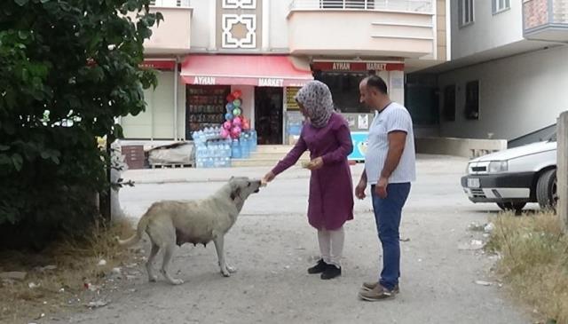 Tokat'tan dükkan önünde 45 dakika bekleyen köpeğin sırrı ortaya çıktı Tokat'tan dükkan önünde 45 dakika bekleyen köpeğin sırrı ortaya çıktı