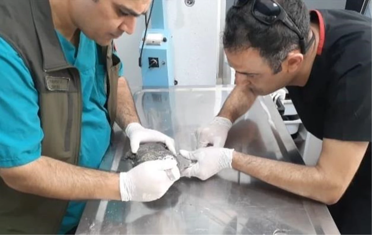 Balıkesir\'de otomobilin çarptığı su kaplumbağası tedavi edildi