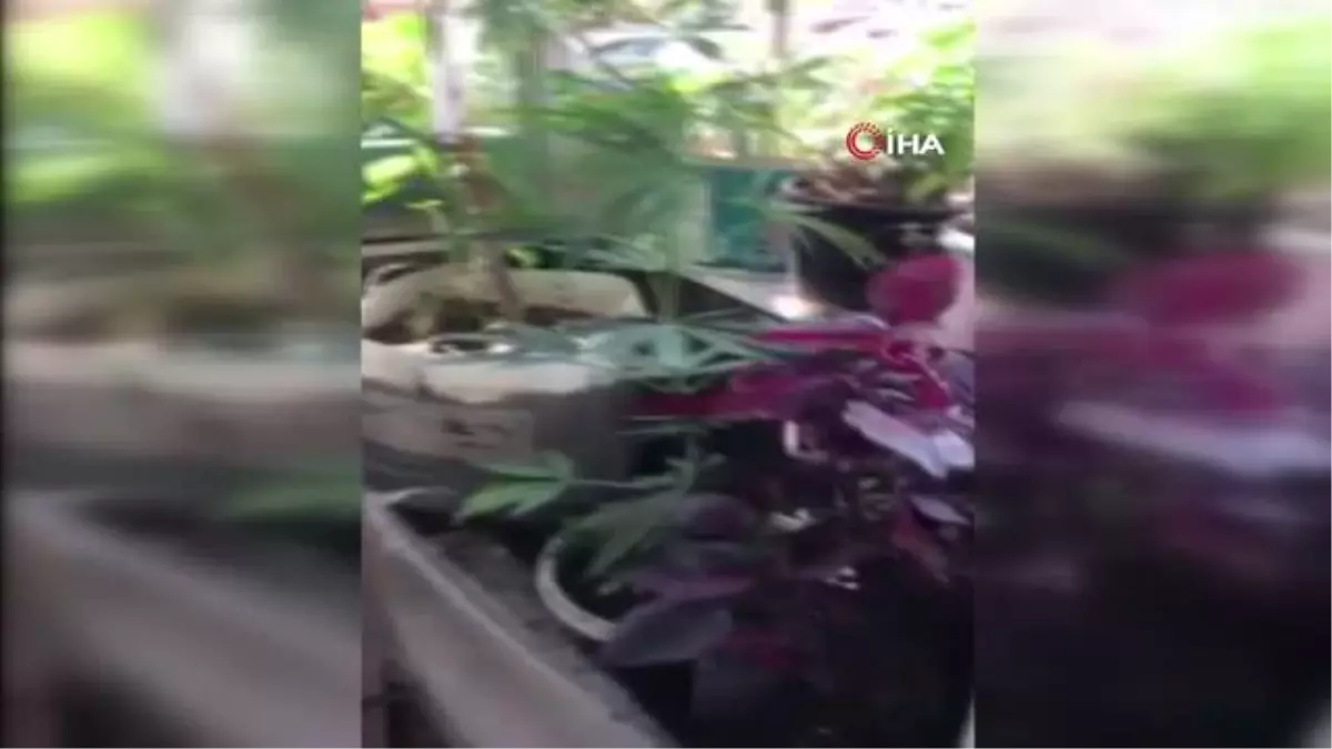 Binanın çatı katını uyuşturucu serasına çeviren kardeşler yakalandı