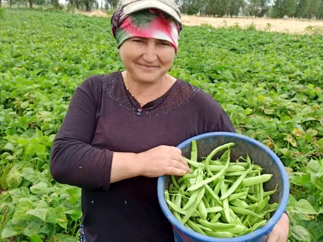 Fasulye hasadında çalışan tarım işçileri yevmiyelerin artırılmasını istiyor