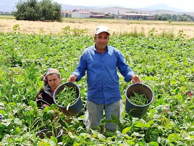 Fasulye hasadında çalışan tarım işçileri yevmiyelerin artırılmasını istiyor