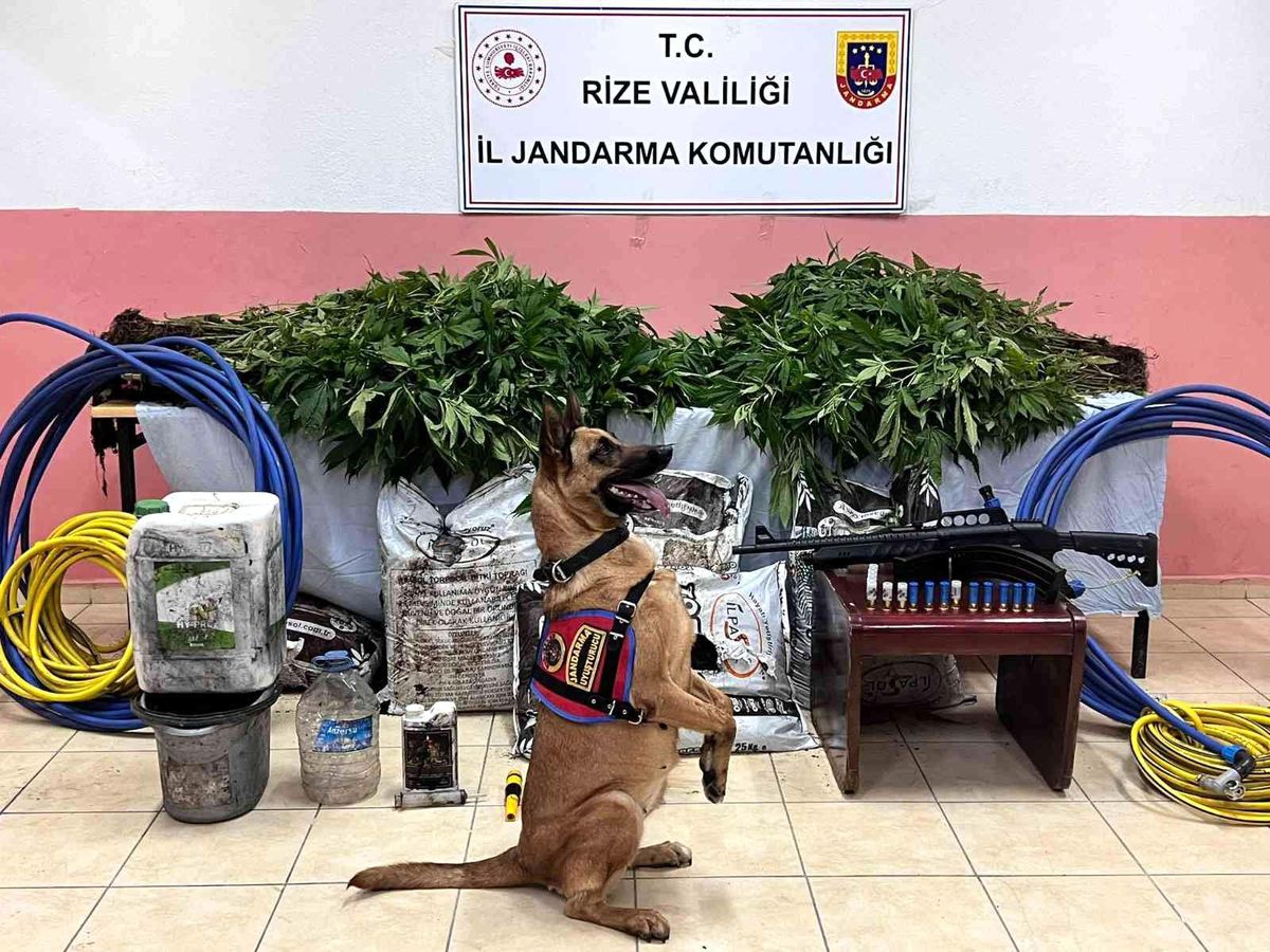 Rize\'de ormanlık alanda 566 kök kenevir ele geçirildi