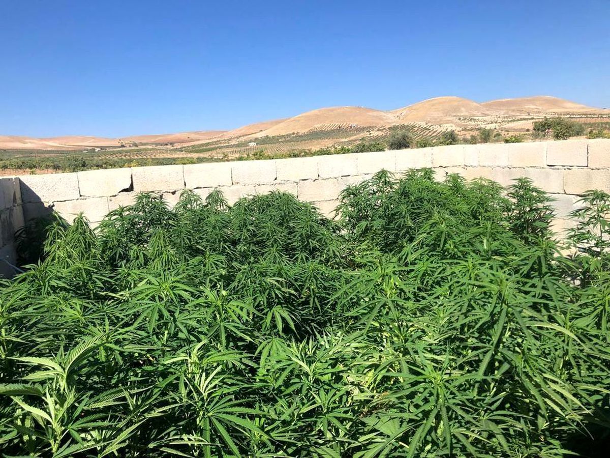 Şanlıurfa\'da 83 kök kenevir ve 5,5 kilo esrar ele geçirildi