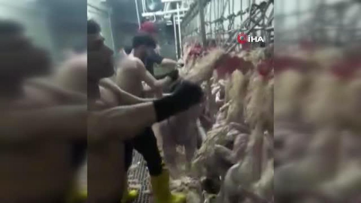 Ağızlarında sigara, üstleri çıplak tavuk kestiler, bir de oynadılar