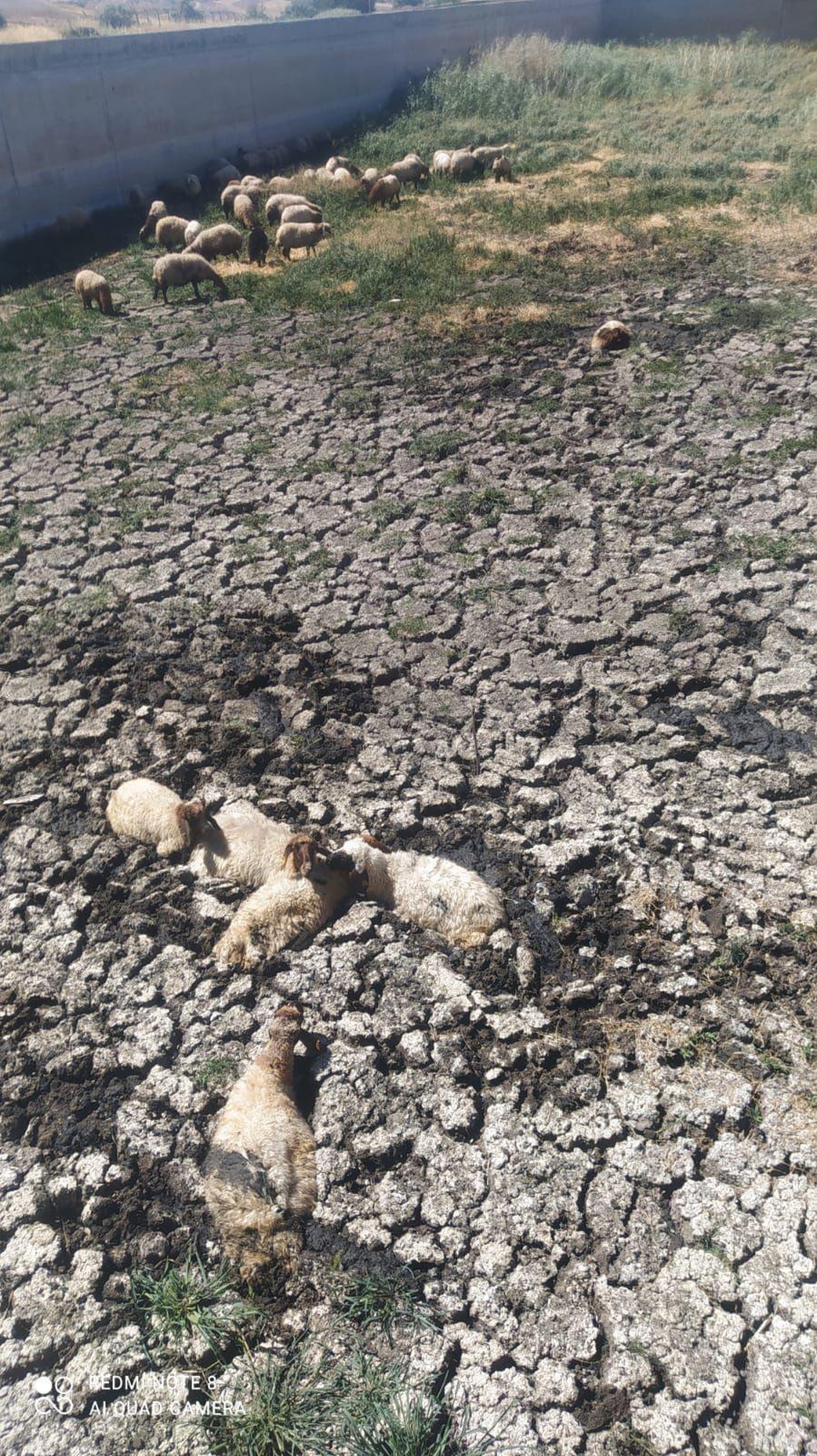Adıyaman\'da çamura saplanan koyunları itfaiye ekipleri kurtardı