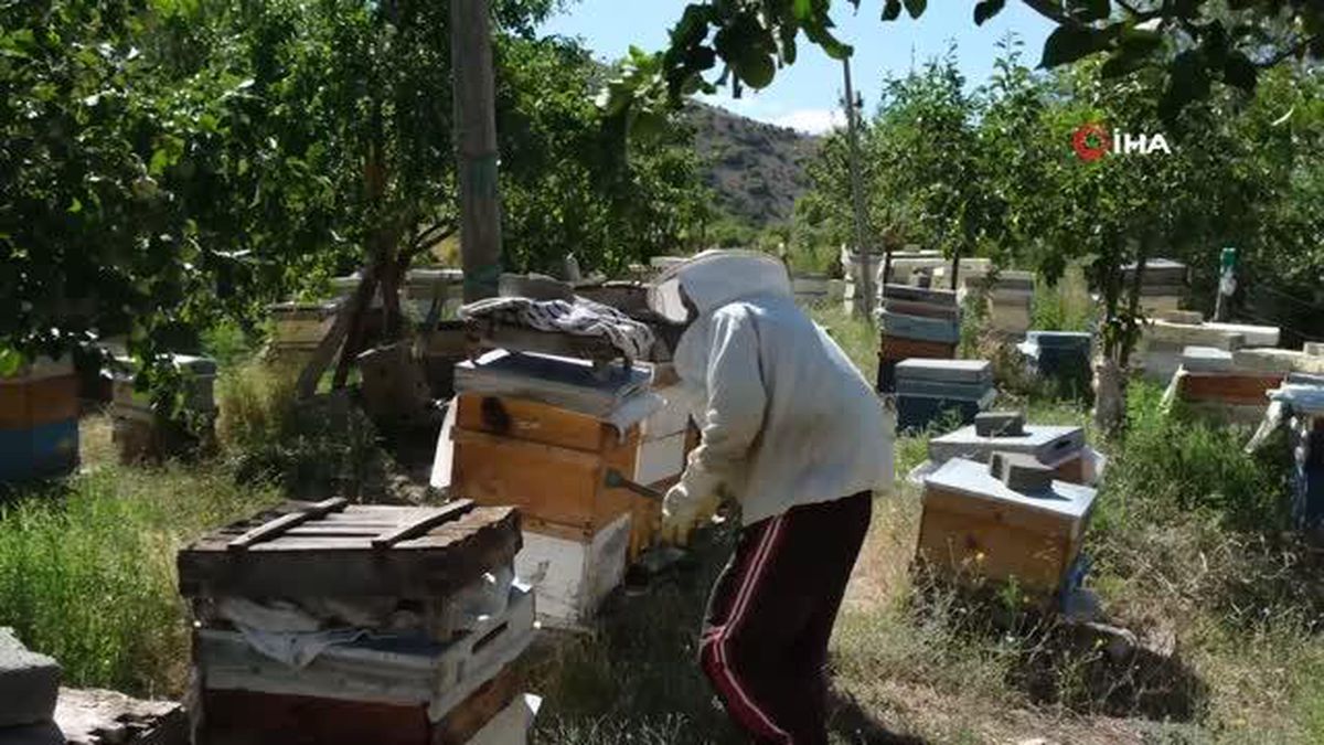 Arıcılar hasat için gün sayıyor