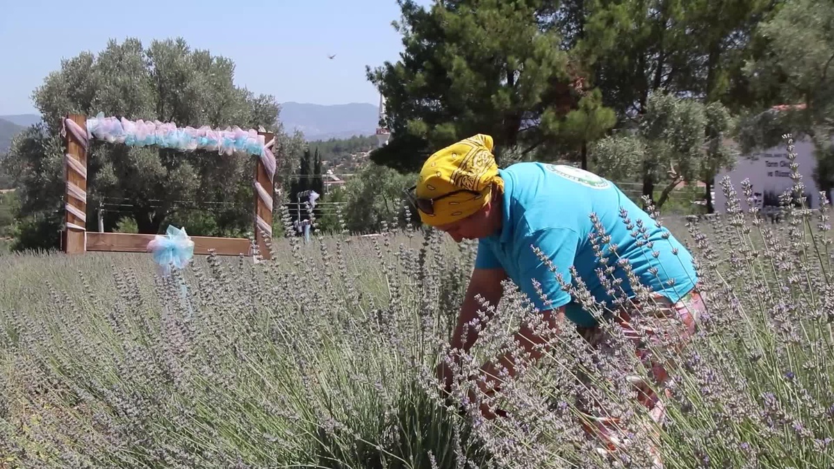 Bodrum Belediyesi, Lavanta Yağı ve Lavanta Suyu Üretecek