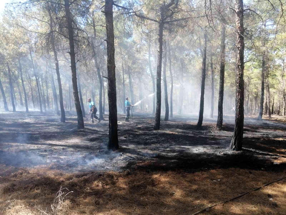 Burç ormanlarında çıkan yangın söndürüldü