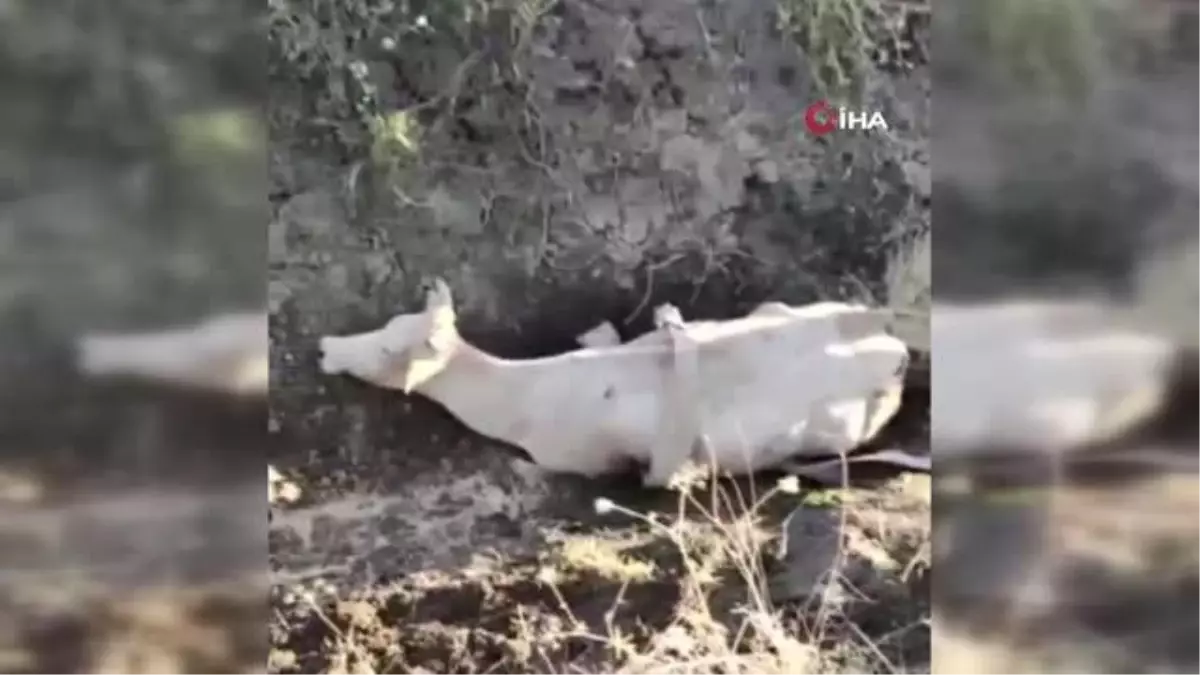 Çamura saplanan ineği VEDAŞ ekipleri kurtardı