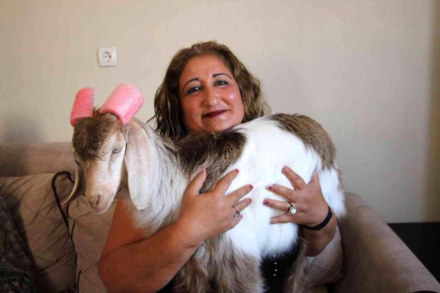 Evinde beslediği keçiye, bebek gibi bakıyor! Tek kötü huyu çay tiryakiliği