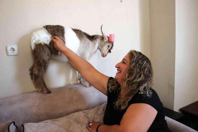 Evinde beslediği keçiye, bebek gibi bakıyor! Tek kötü huyu çay tiryakiliği