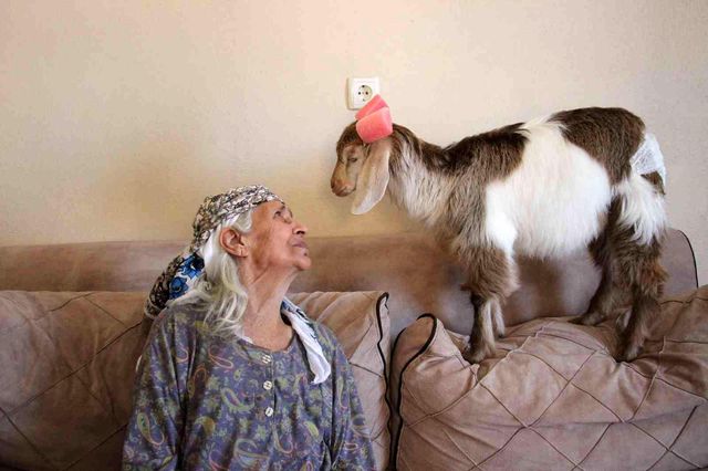 Evinde beslediği keçiye, bebek gibi bakıyor! Tek kötü huyu çay tiryakiliği