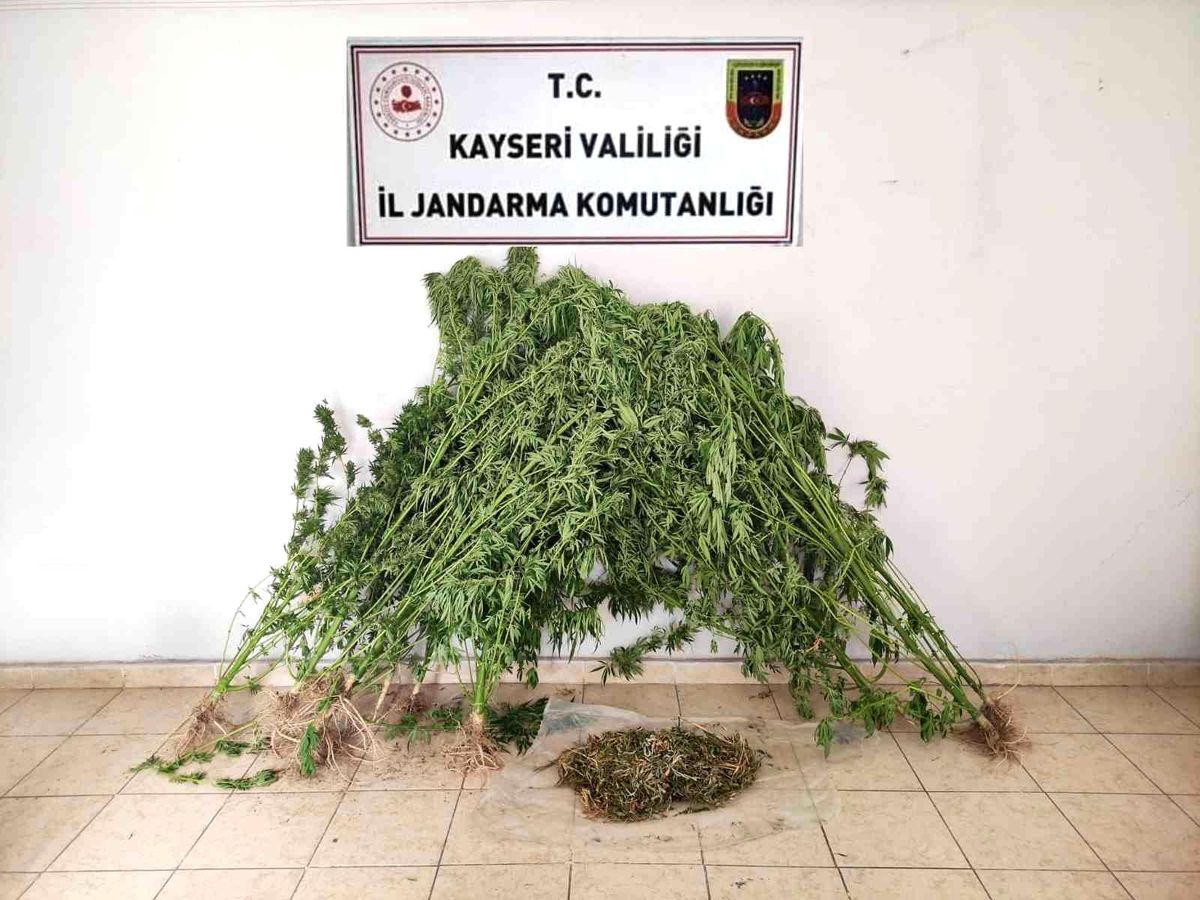 Jandarmadan uyuşturucu operasyonu