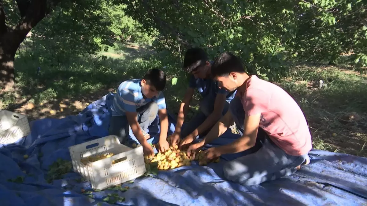 Sarı altın hasadında çiftçinin yüzü gülüyor