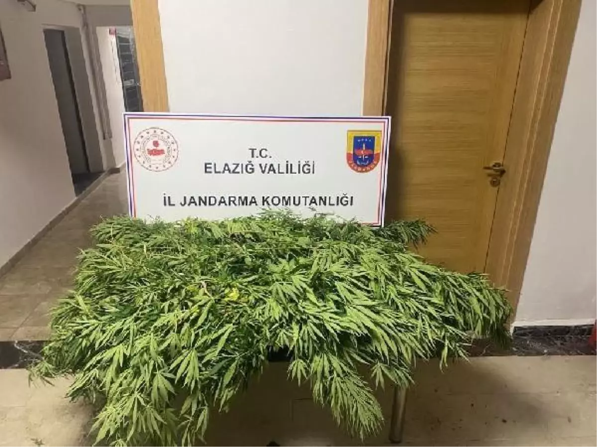 Tarlaya Hint keneviri eken kişi yakalandı