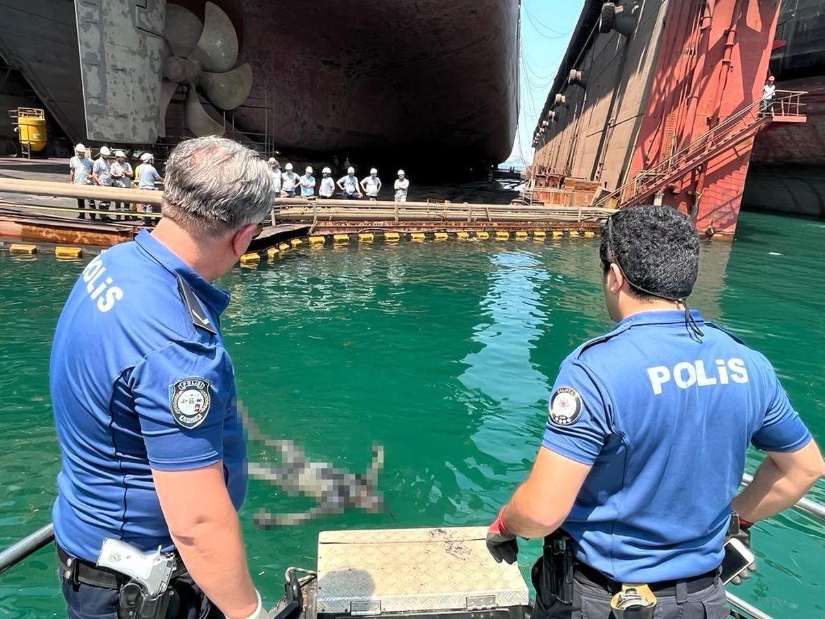 Zıpkınla balık avı sonu oldu