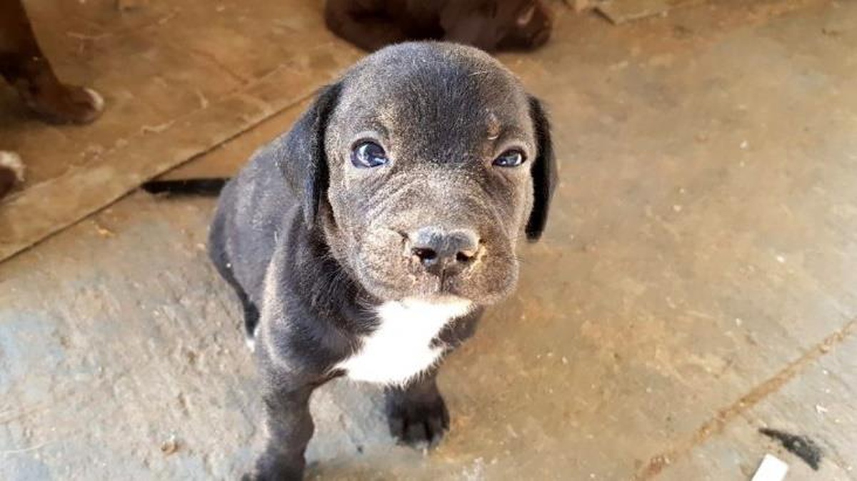 5 metrelik kuyuya düşen köpek yavrusu itfaiye ekiplerince kurtarıldı