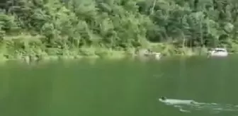 Ayı, baraj gölünde yüzerken görüntülendi