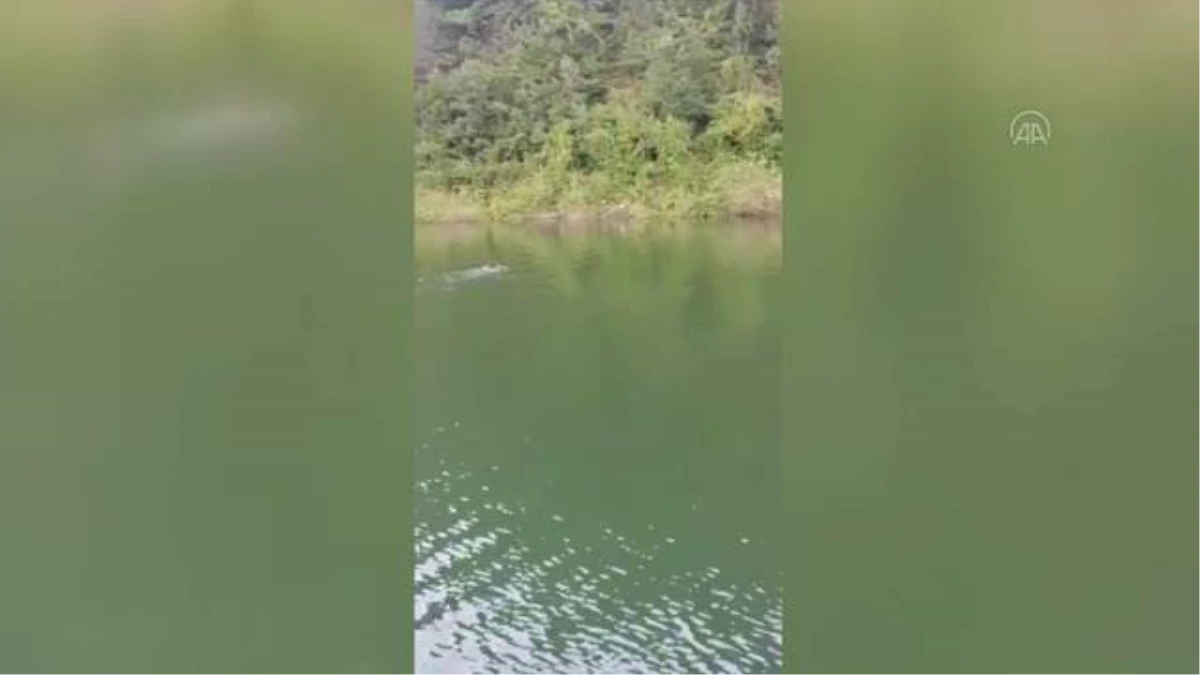 Artvin\'de baraj gölünde yüzen ayı kameralara yansıdı