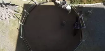 Bolivya'da atlarla terapi merkezi