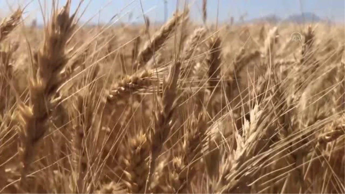 Aksaray\'da deneme ekimi yapılan yerli ekmeklik buğday "Halis" hasat edildi