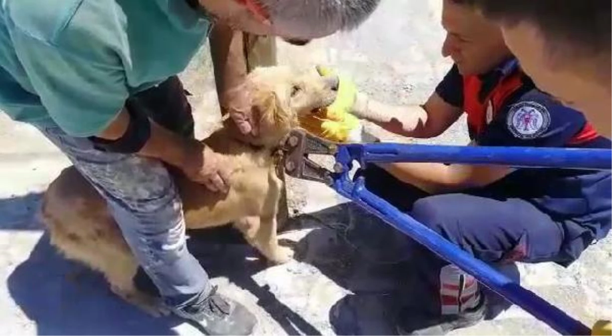 Direğe bağlanan ve kuyuya düşen köpekler kurtarıldı