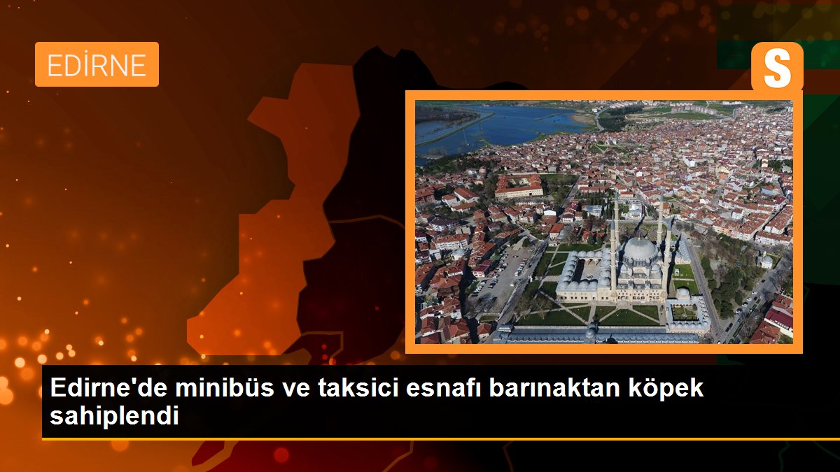 Edirne\'de minibüs ve taksici esnafı barınaktan köpek sahiplendi