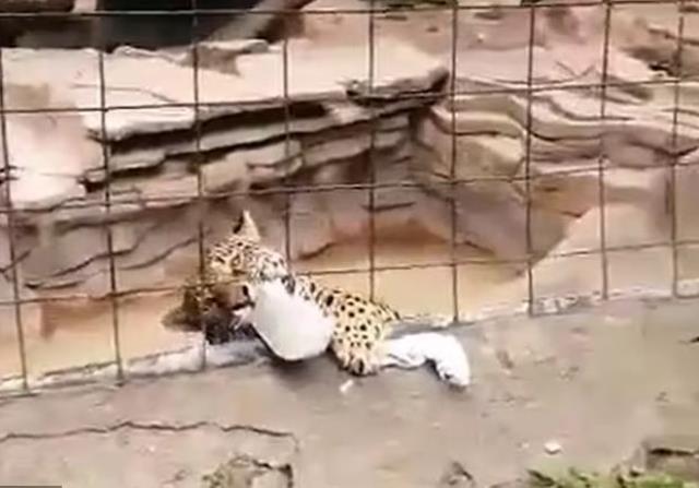 Fotoğraf çekmek jaguar kafesine atlayan çocuğun ayağı parçalandı Fotoğraf çekmek jaguar kafesine atlayan çocuğun ayağı parçalandı