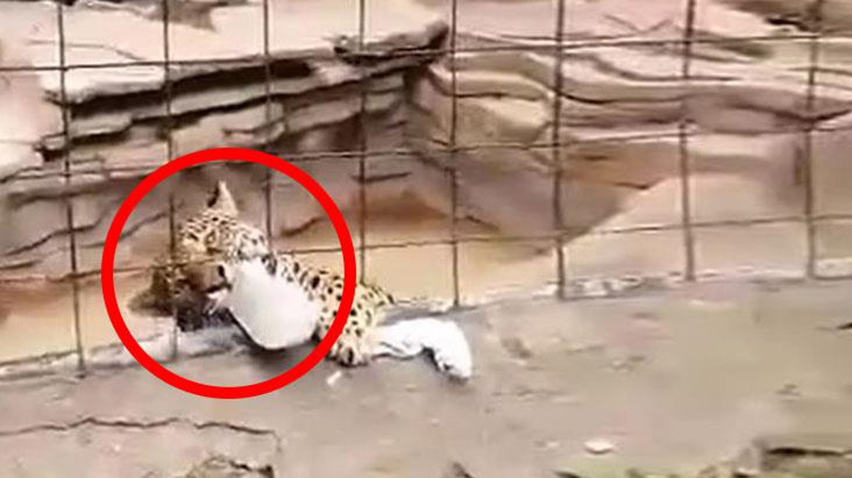 Jaguar fotoğraf çekmek için kafesine giren çocuğa saldırdı