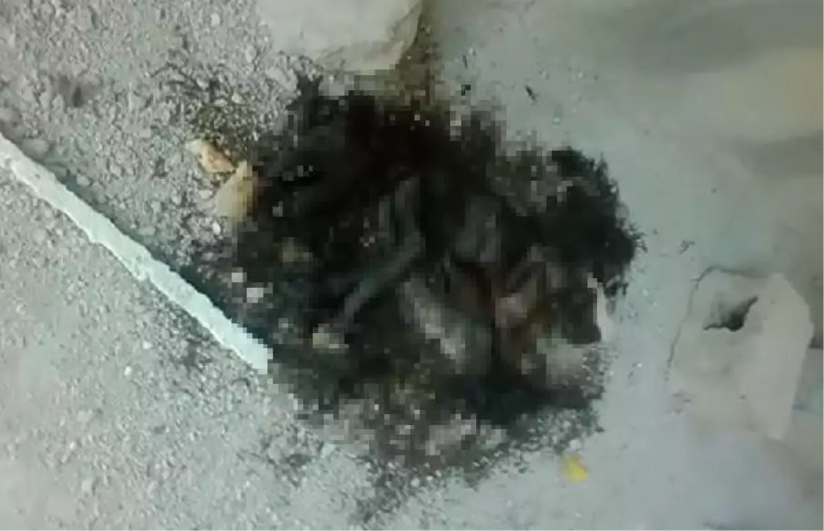 Hatay'da 5 yavru köpek öldürüldü