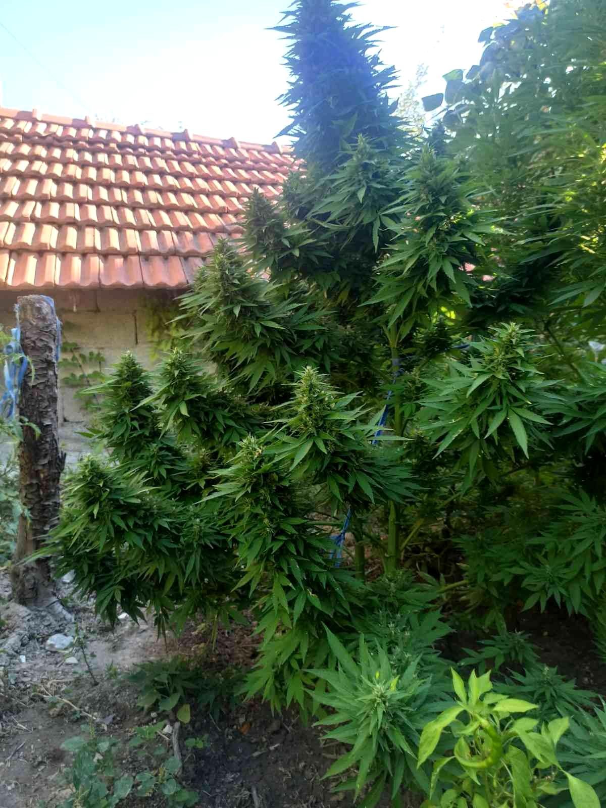 Hatay\'da uyuşturucu operasyonu