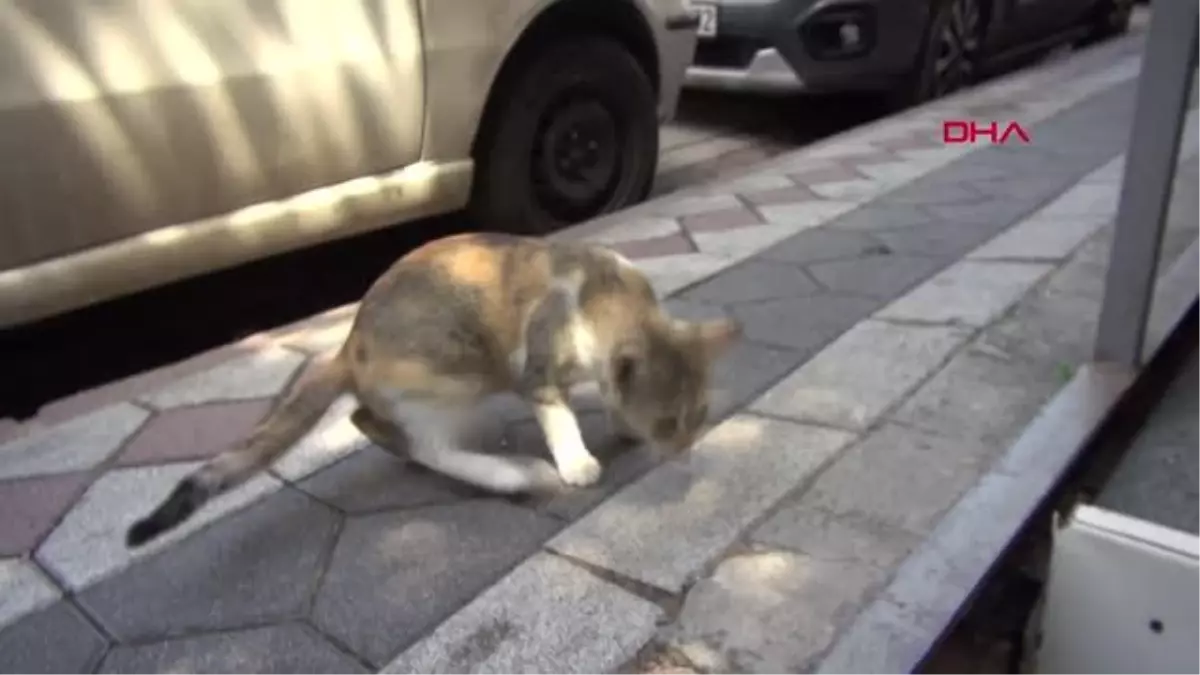 KALP MASAJIYLA HAYATA DÖNDÜRÜLEN YAVRU KEDİ ÖLDÜ