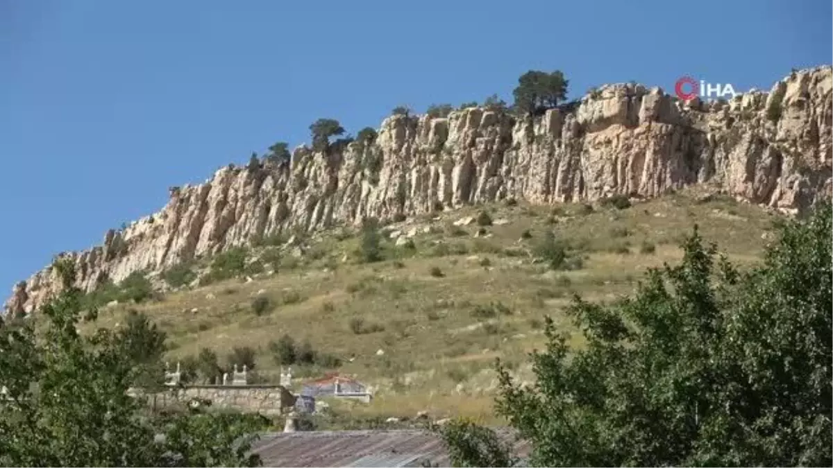 Kayalıkların üzerinde yetişen ağaçlar şaşkınlığa neden oluyor