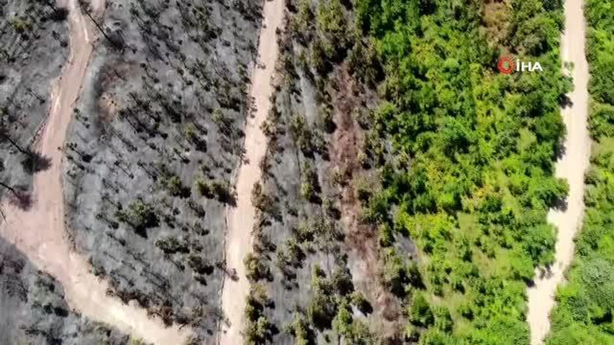 Orman yangınından geriye kalan acı kare: Alevlerden kaçamayan kaplumbağa telef oldu