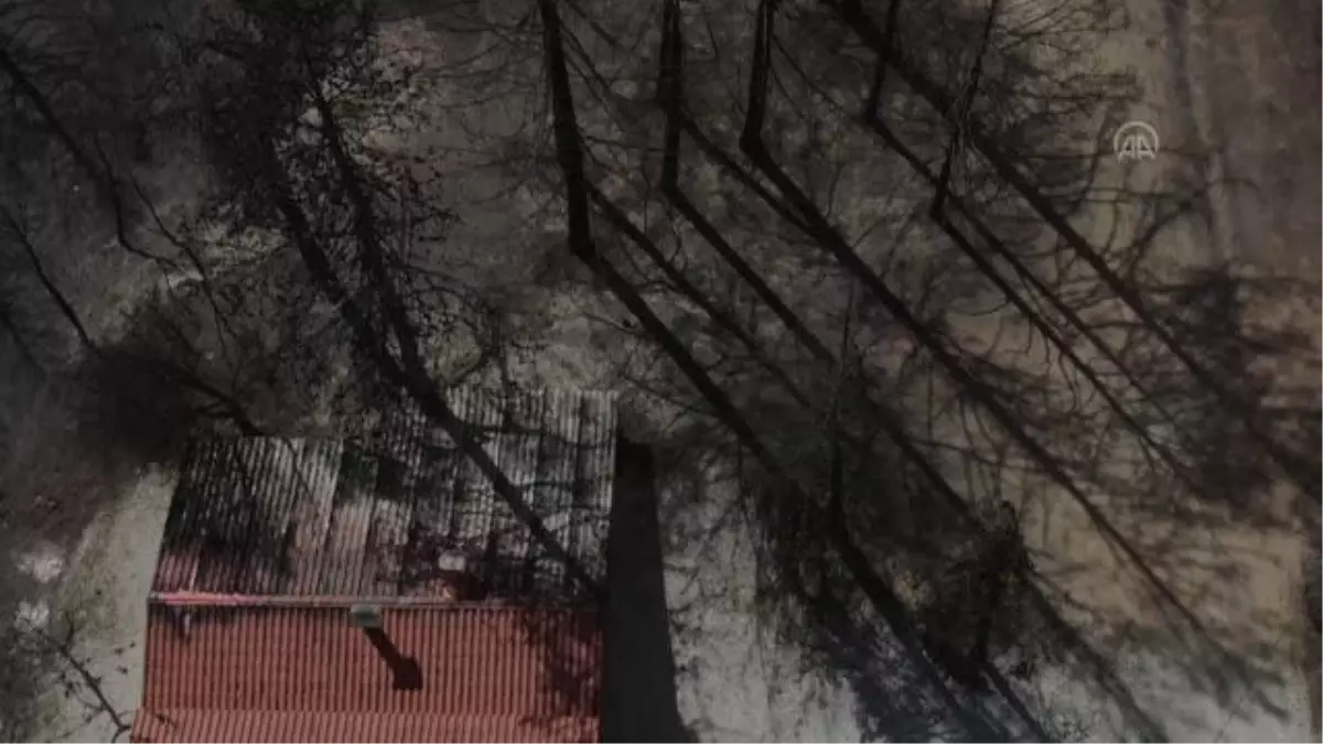 Portekiz'de orman yangınlarının ardından