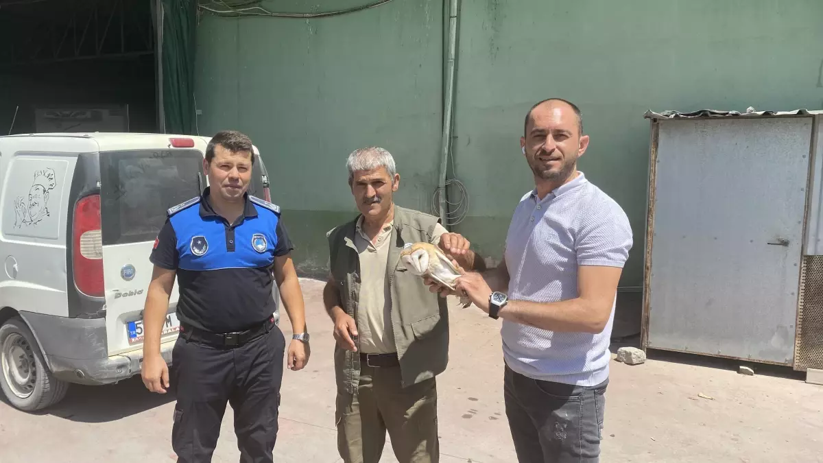 Sakarya'da bulunan yaralı peçeli baykuş koruma altına alındı